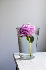 Pink peony in a glass vase against the background of a gray wall on a beige wooden table.