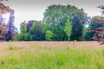 Meadow with wild grown grass surrounded by trees in Kasteelpark Elsloo park, sunny spring day in...