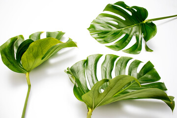 Natural green fresh monstera leaves border frame on white abstract background isolated. Room for...