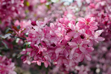 Beautiful, pink blooming Apple tree in the spring garden. Agricultural industry
