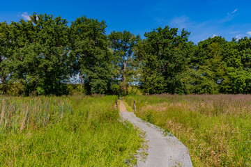 Fototapeta na wymiar Metal footpath in the middle of a swampy ground with thick grass leading to huge trees with green foliage in the background, sunny spring day with blue sky in South Limburg, Netherlands