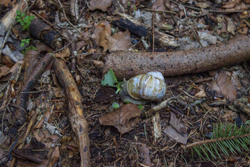 snail in its natural habitat in the forest