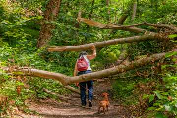 Mature woman with her dog dodging the trunks of the fallen trees that obstruct the path in the...