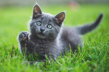Adorable small kitten on the garden grass. British blue cat.