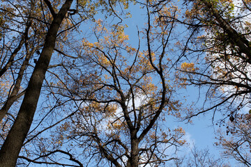 tree branches against blue sky