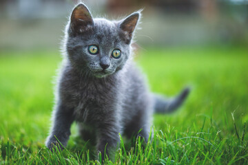 Adorable small kitten on the garden grass. British blue cat.