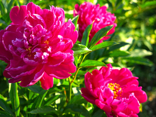 red lush peonies bloom in the garden in summer