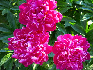 red lush peonies bloom in the garden in summer