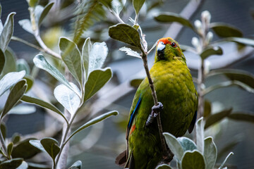New Zealand parakeet, kakariki
