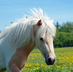 Obraz premium Horse portrait 