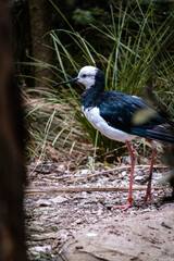 black neck stilt
