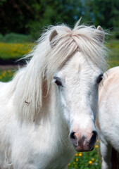 Obraz premium Horse portrait 