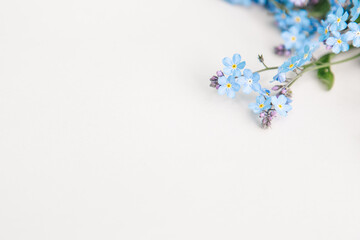 Forget-me-not flowers on the white paper background , copy space for design