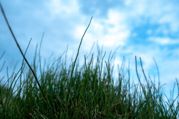 Obraz premium Green grass close-up on a background of blue sky.