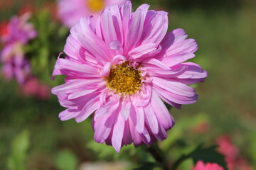 pink cosmos flower