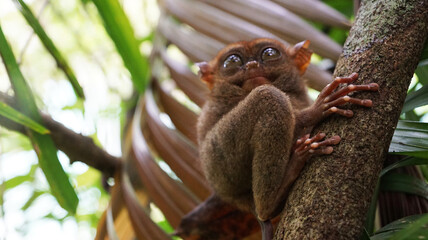 small furry tarsier from Bohol island in Phillipines seat on tree branch in rainforest. rare endangered animal species. Tarsier looks up. Copy space for text.