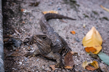 lizard