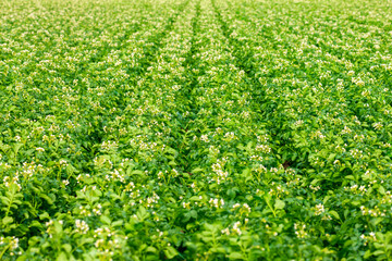 potata field in Moerzeke, Belgium