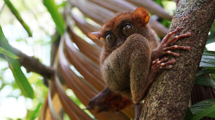 small cute furry tarsier with huge eyes from Bohol island in Phillipines seat on tree branch in rainforest. rare endangered animal species. Tarsier looks up. Copy space for text.