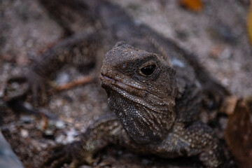 close up of a lizard