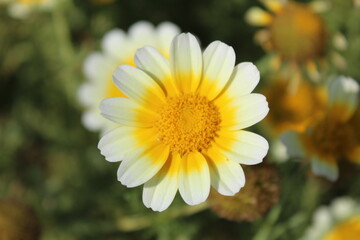 beautiful yellow daisy flower in nature hd