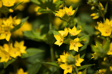 Lysimachia punctata. Yellow Loosestrife flowers in summer. UK gardening
