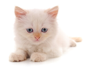 One little kitten.