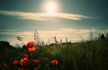 background with poppies and the sun on a cloudy sky