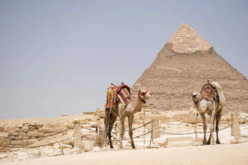 two camels in the desert in front a pyramid at giza, cairo egypt. Unesco location.  Historical site. popular travel destination. 