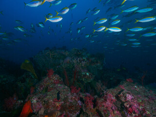Fototapeta na wymiar A school of yellowtop fusilier swimming above coral bommie