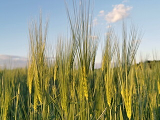 Close up of green barley ears