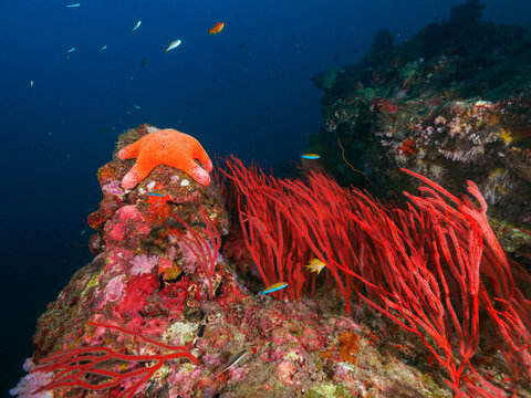 Red sea whip corals and Grainy cushion star
