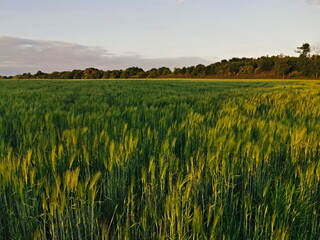 Poland Chorzow. Barley field in the evening.