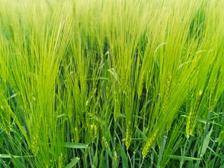 Fototapeta na wymiar Close up of green barley ears