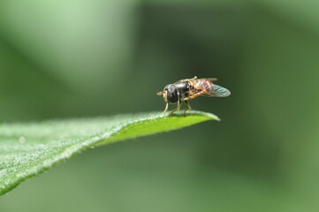 Fly