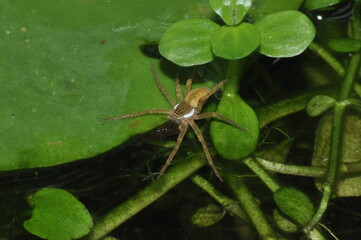 spider