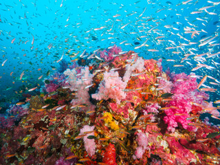 Fototapeta na wymiar Colorful soft corals with school of fusilier and glassfish