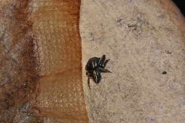 spider