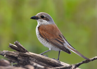 Close-up of a female red-backed shrike (Lanius collurio).