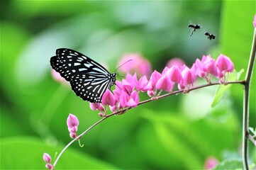 butterfly