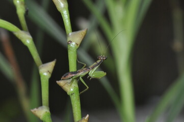 Praying Mantis