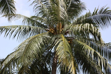 coconut palm tree