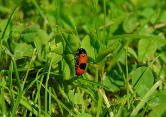 red beetle with black spots