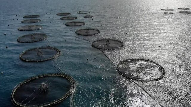 Real time drone aerial video oysters and mussels farm, method of net cage floating in the Mediterranean Sea, picturesque landscape with cliffs blue water and Almeria city distant view, Andalusia Spain