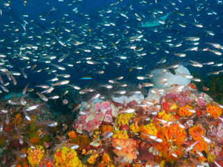School of glassfiah, Magnificent sea anemones and Orange cup corals with open polyp at sunset