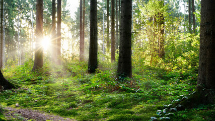 Beautiful forest in summer with bright sun that shines through the trees and creates sun rays in...