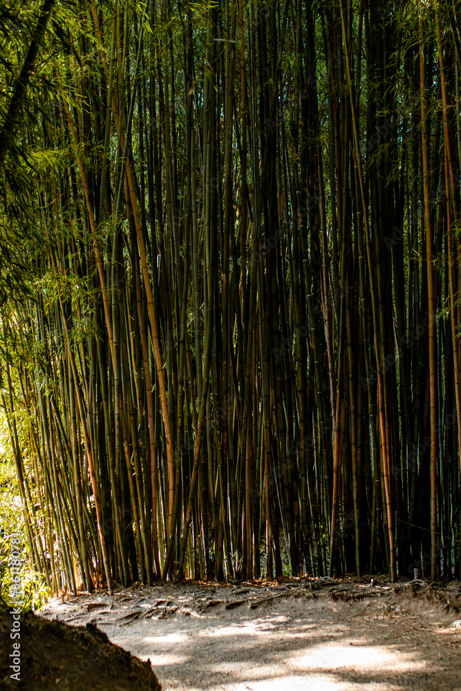 Canvas Prints chinese garden