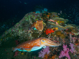 Naklejka premium Pharaoh cuttlefish mating at the coral bommie