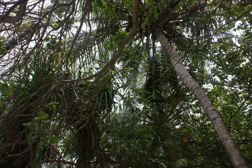 Fototapeta premium tree in the forest
