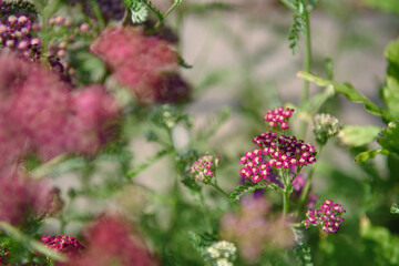 Pink yarrow flower, focus on a flower head and partially blurred plant parts, shallow depth of field